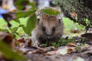 hedgehog-disease