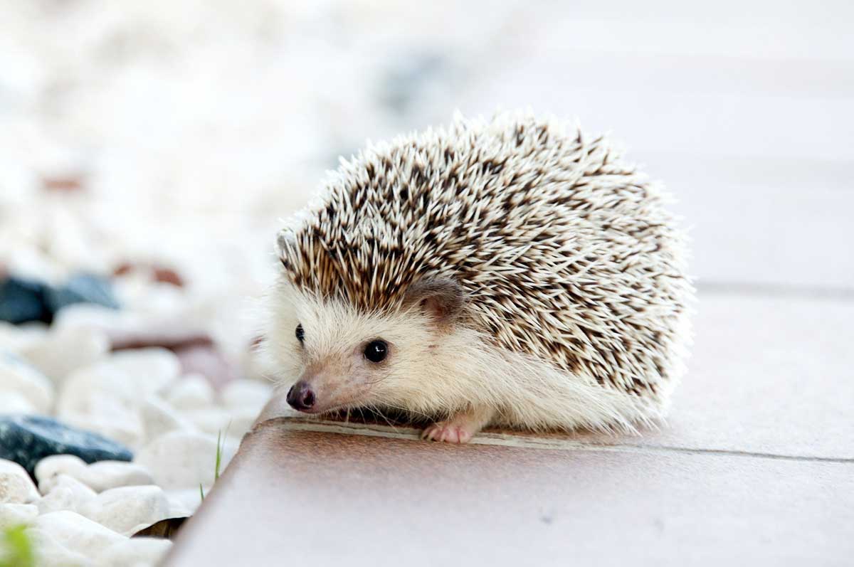 Pros and Cons To Having a Hedgehog as a Pet